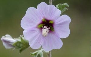 Hibiskus Pflanze