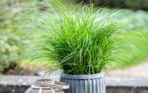 Carex-Brunnea