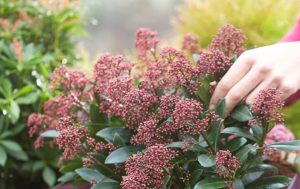 Skimmia