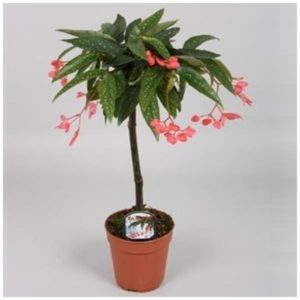 Begonia albopicta