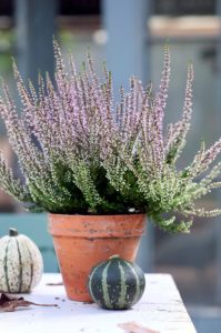 Besenheide Calluna