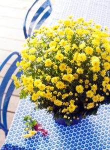 Chrysantheme Gelb