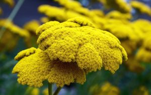 Chrysanthemum