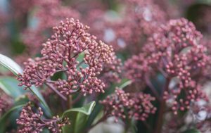 Skimmia