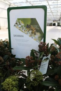 Skimmia mit Hinweis zur Bienenfreundlichkeit