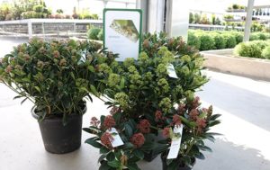 Skimmia in verschiedenen Größen