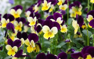 Viola