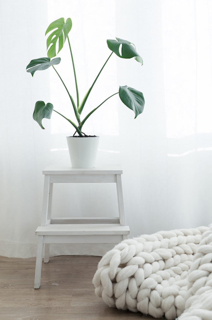 Pflanzen für das Schlafzimmer Irßlinger GmbH & Co. KG