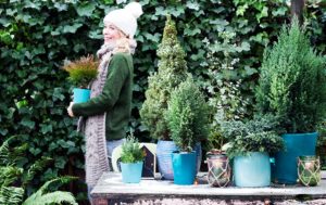 Picea