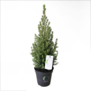 Picea-glauca