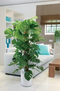 Monstera