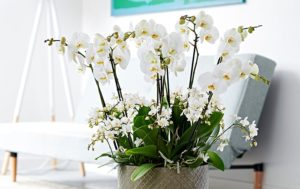 Phalaenopsis
