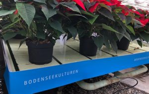Seestern Bodenseekulture Banderolen