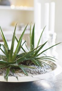 Agave