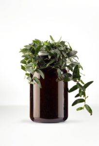 Ficus