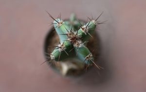 Myrtillocactus