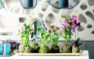 Orchideen
