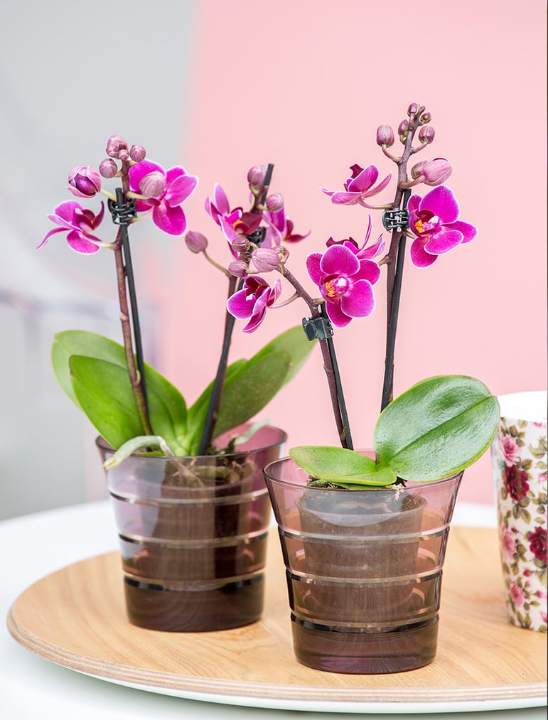 Phalaenopsis