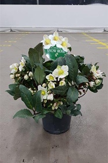 helleborus-hybrida-shooting-star helleborus-hybrida-shooting-star