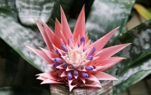 Aechmea
