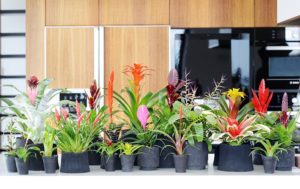 Bromelien