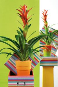 Guzmania