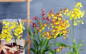 Oncidium