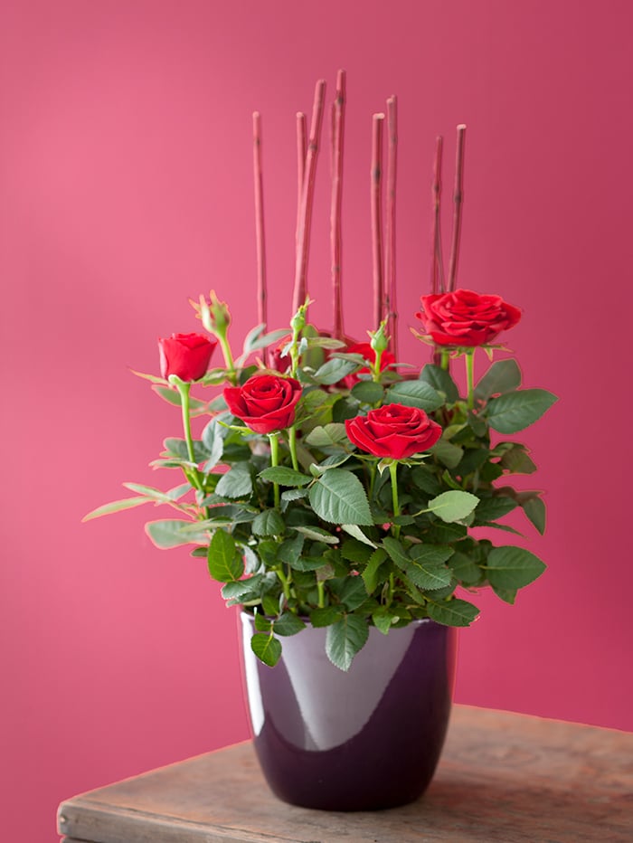 Rote Blumen Valentinstag