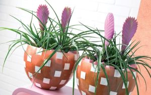 Tillandsia
