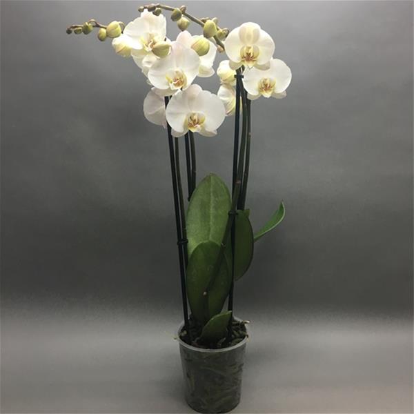 Phalaenopsis Phalaenopsis