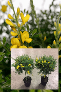 Cytisus maderensis