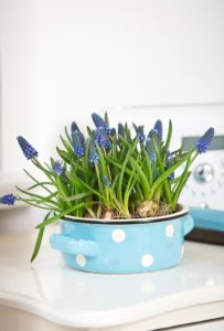 Muscari