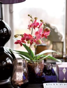 Phalaenopsis