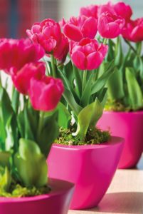 Tulipa Floradania