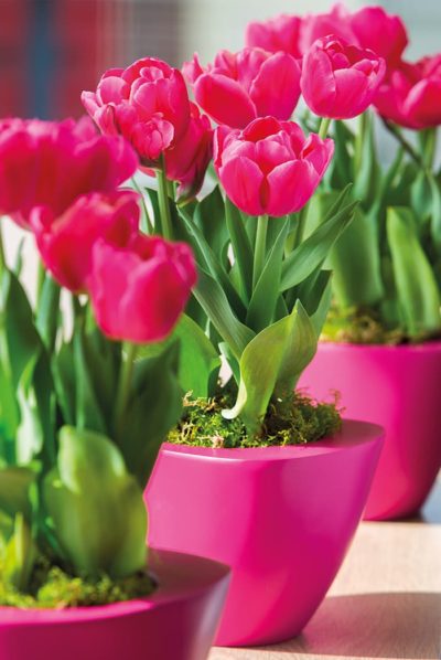Tulipa Floradania