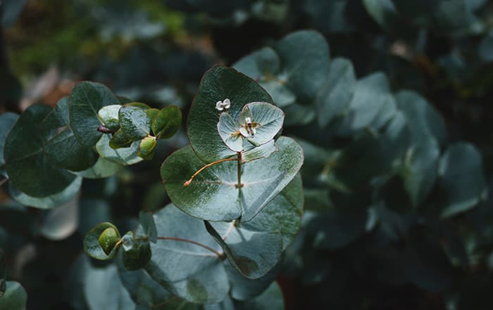 Eucalyptus