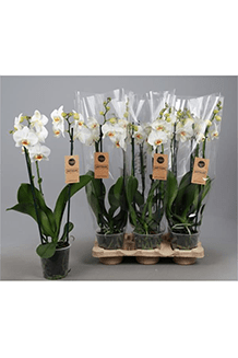 Phalaenopsis hybrida Phalaenopsis hybrida
