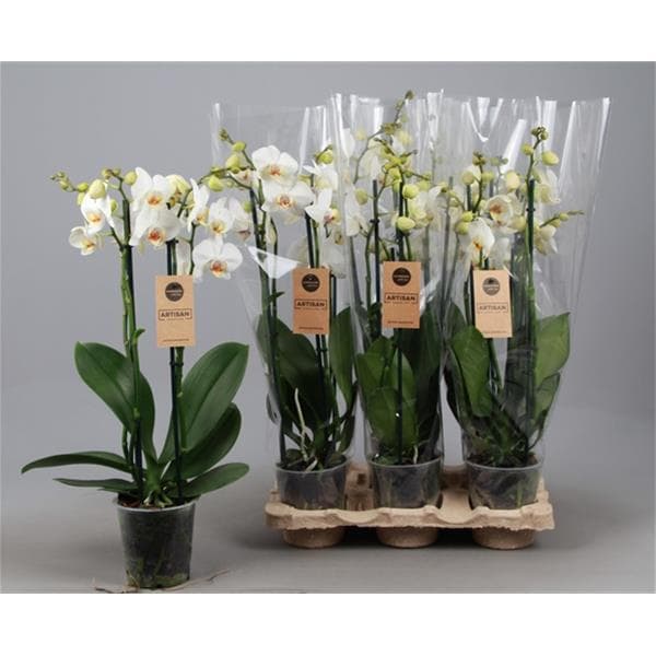 Phalaenopsis hybrida Phalaenopsis hybrida