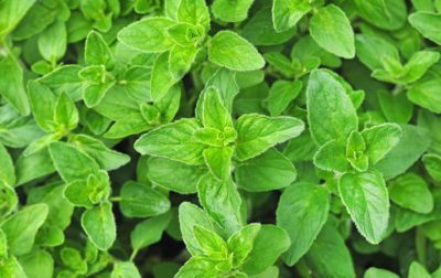 Oregano
