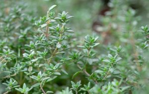 Thymian