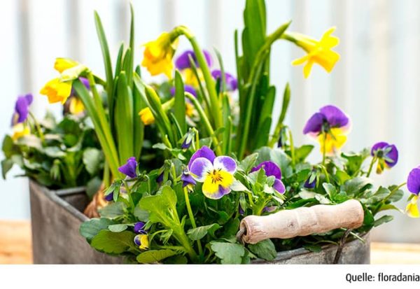 Frühlingsblüher erobern den Garten. Irßlinger GmbH & Co. KG