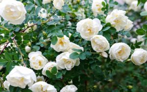Rose_Weiss