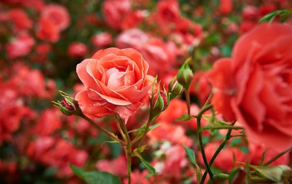 Die zauberhafte Welt der Rosen. Irßlinger GmbH & Co. KG