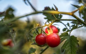 Tomate