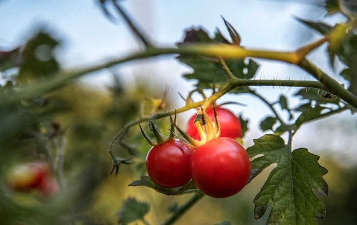 Tomate