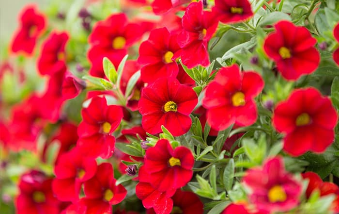 Calibrachoa