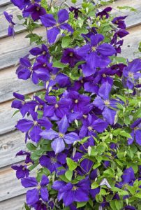 Clematis