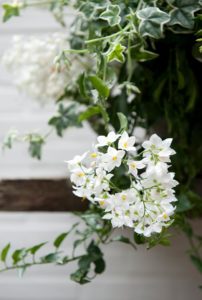 Jasmin