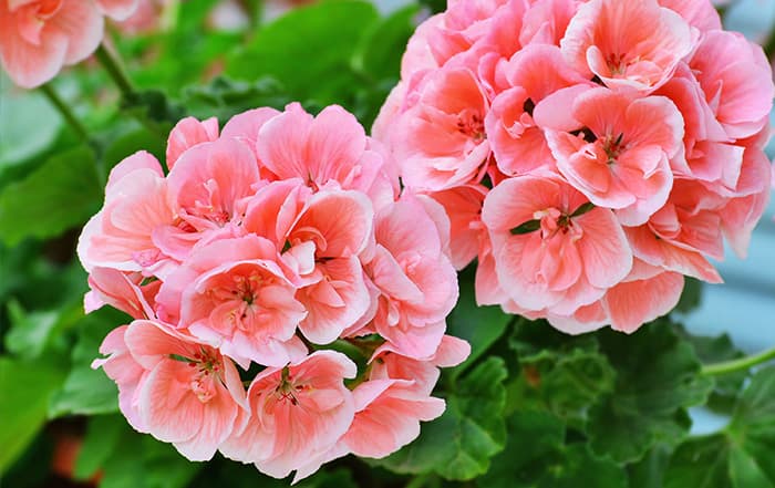 Pelargonium