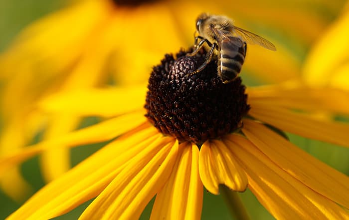 Rudbeckia